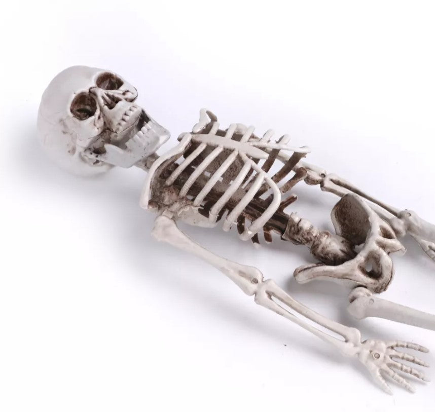 Life-Size Poseable Skeleton Prop for Halloween